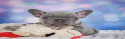 French Bulldog dogs for sale: Tulip - Ad 5