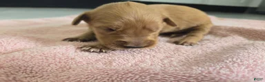 (AKC) Toby