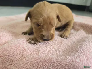 Golden Retriever dogs (AKC) Toby - Ad 27