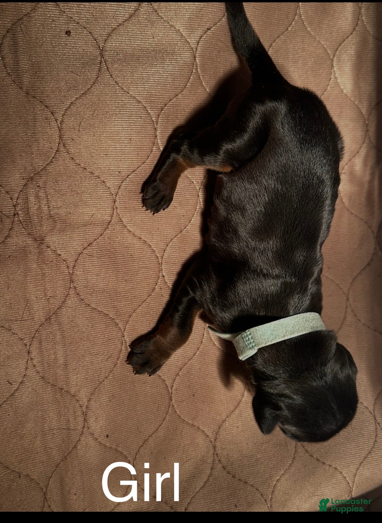 Doberman Pinscher dogs Doberman Pinscher Puppy 6 - Ad 20