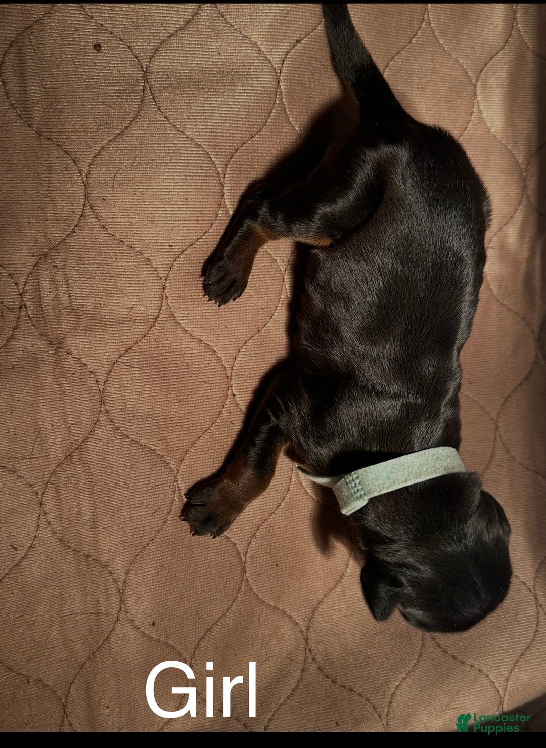 Doberman Pinscher dogs for sale: Doberman Pinscher Puppy 6 - Ad 1