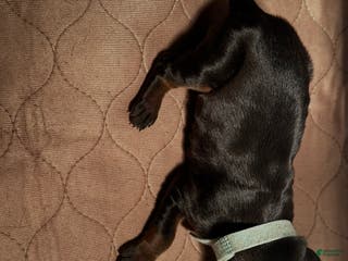 Doberman Pinscher dogs Doberman Pinscher Puppy 6 - Ad 41