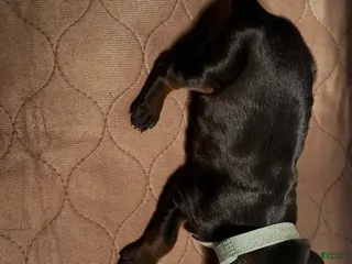 Doberman Pinscher dogs Doberman Pinscher Puppy 6 - Ad 38