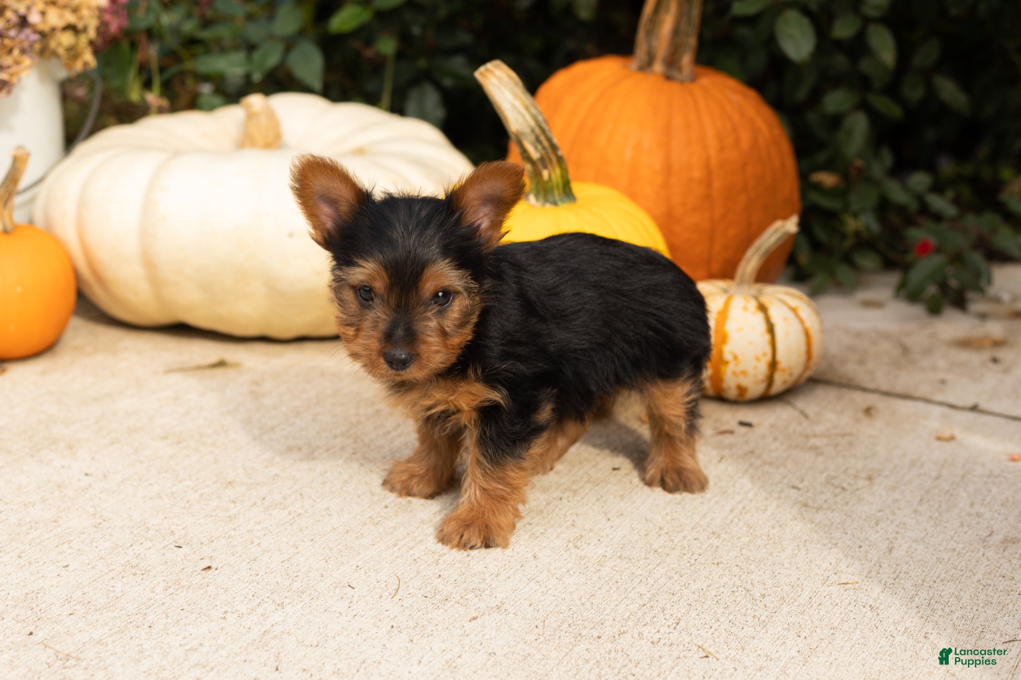 Yorkshire Terrier dogs Zeddy  - Ad 21