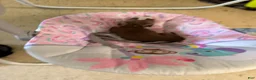 American Pit Bull Terrier dogs for sale: American Pit Bull Terrier 1 - Ad 6