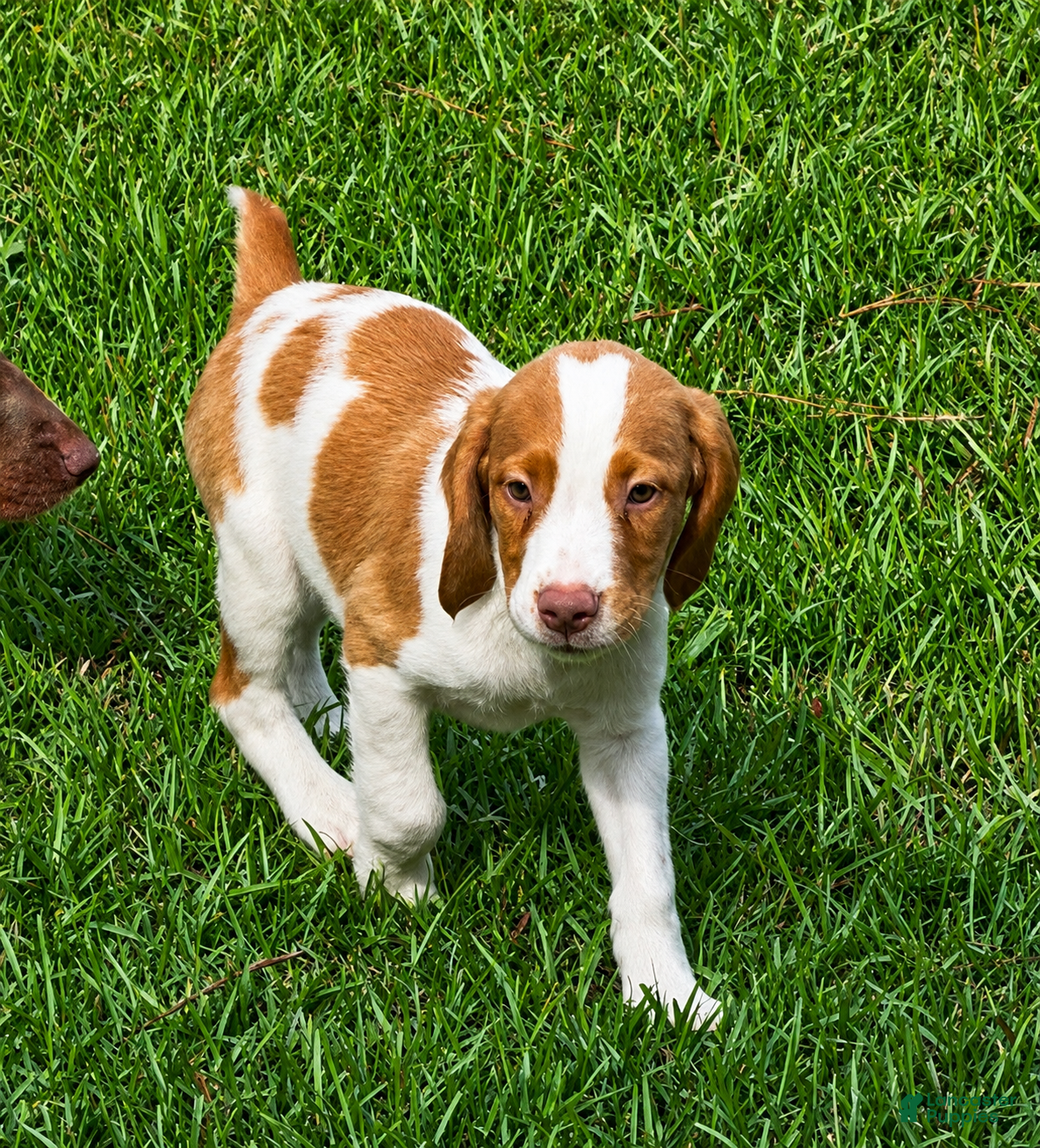 Brittany Spaniel dogs Teela - Ad 1