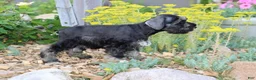 Miniature Schnauzer dogs for sale: Twila - Ad 4