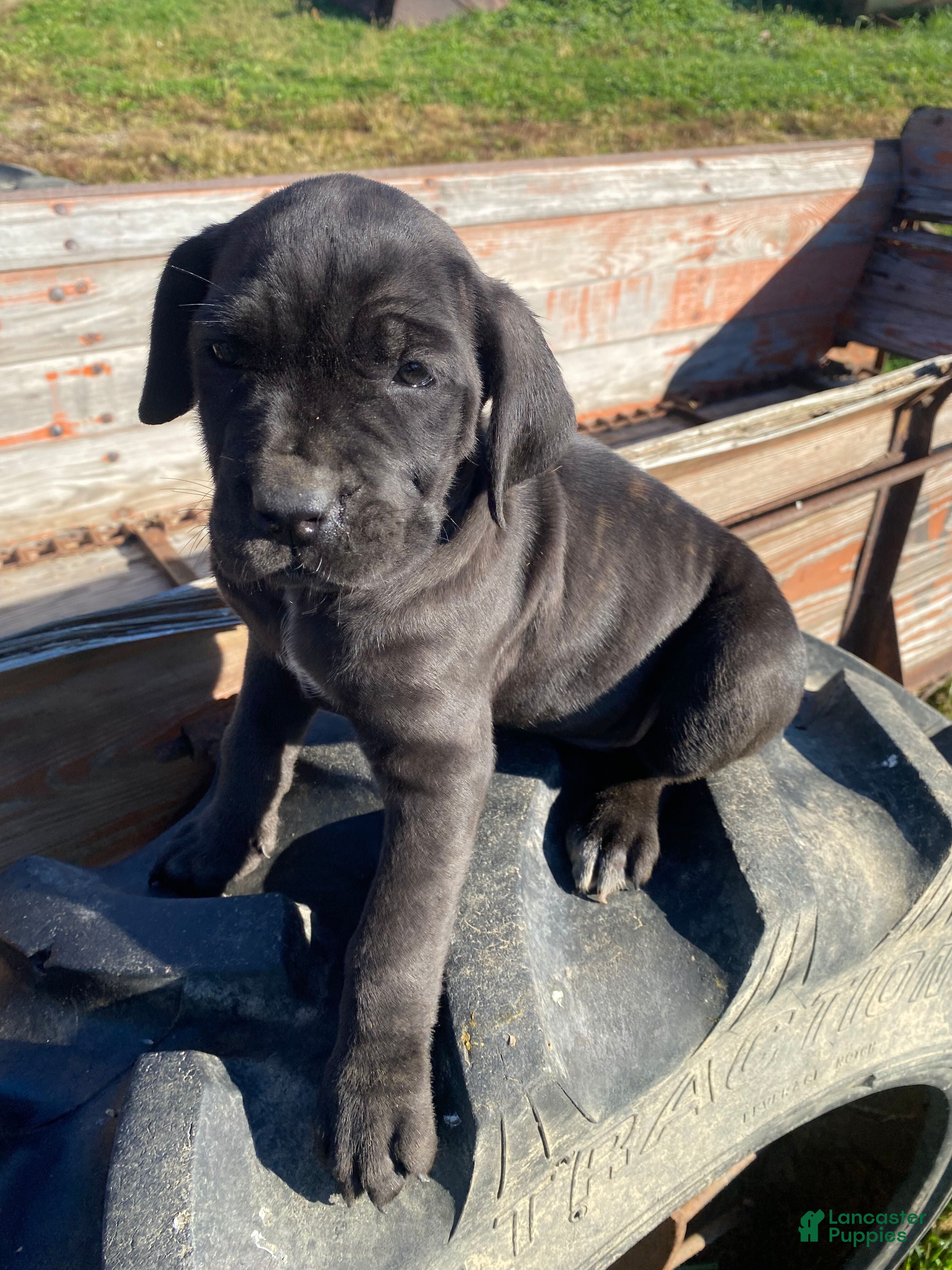 Cane Corso dogs for sale: Chloe - Ad 2