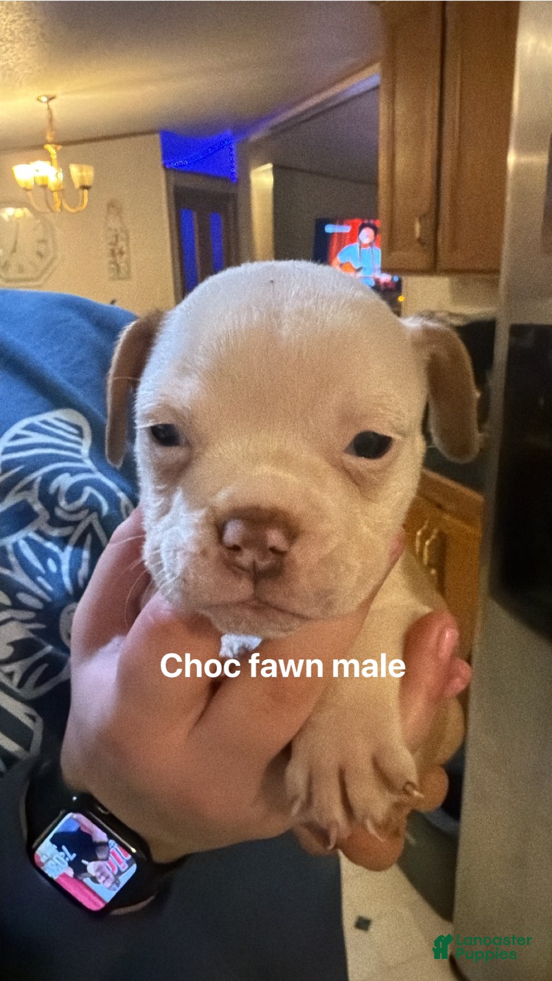 Olde English Bulldogge dogs for sale: Olde English Bulldogge Puppy 7 - Ad 1