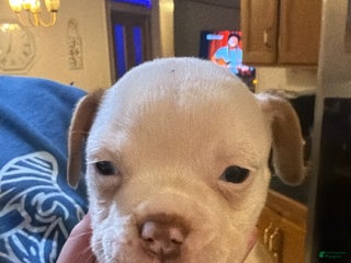 Olde English Bulldogge dogs Olde English Bulldogge Puppy 7 - Ad 27