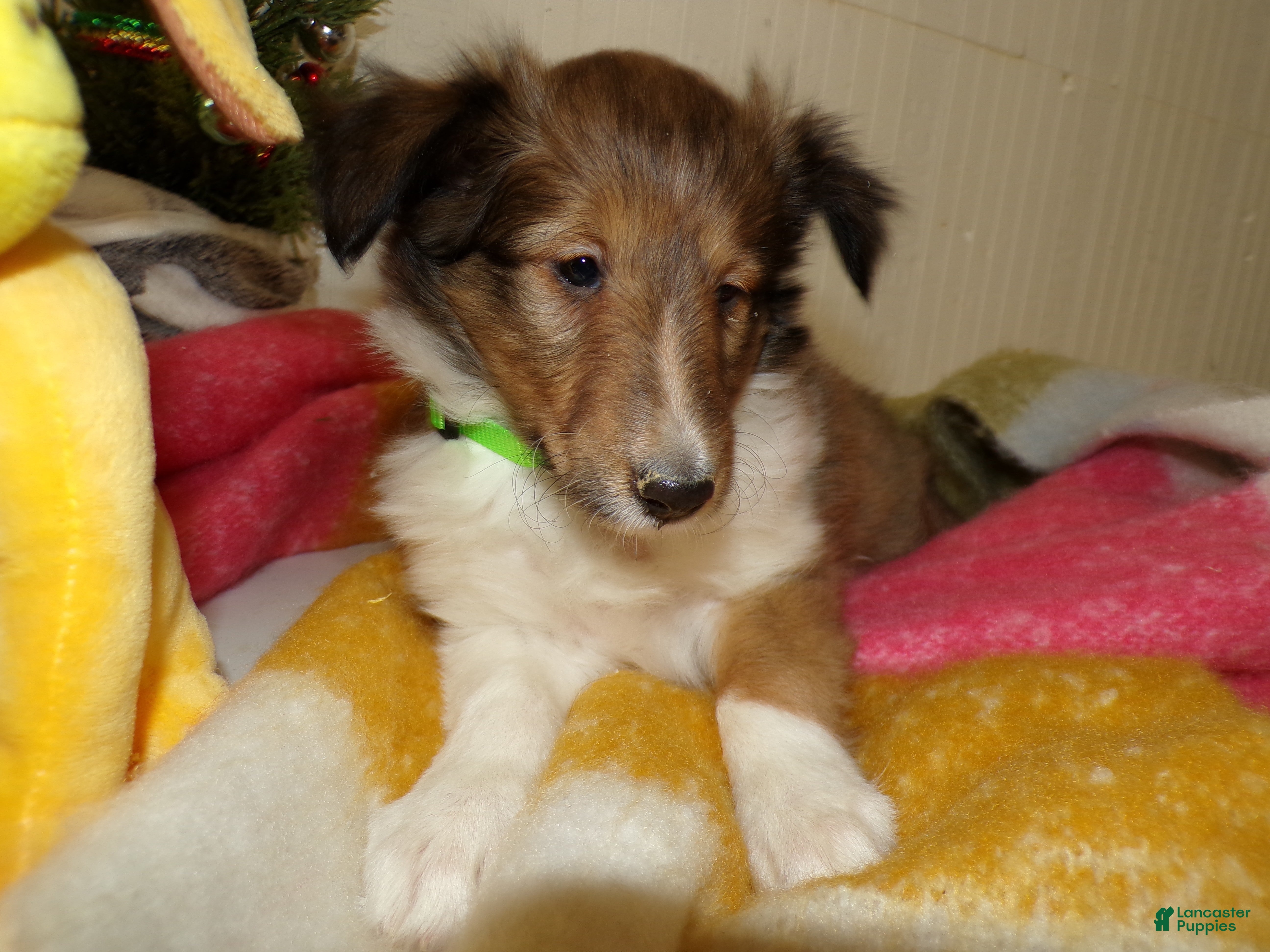 Shetland Sheepdog dogs for sale: Shetland Sheepdog Puppy 5 Tasha - Ad 3