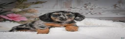 Miniature Dachshund dogs for sale: AKC-Brooklyn - Ad 10
