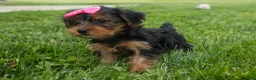 Yorkshire Terrier dogs for sale:  Betsy 🐶 - Ad 18