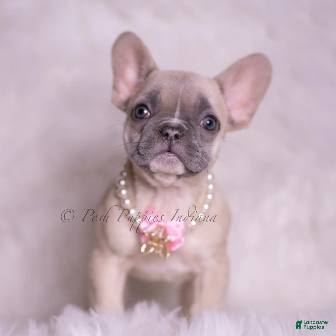 French Bulldog dogs for sale: Sparkle - Ad 1