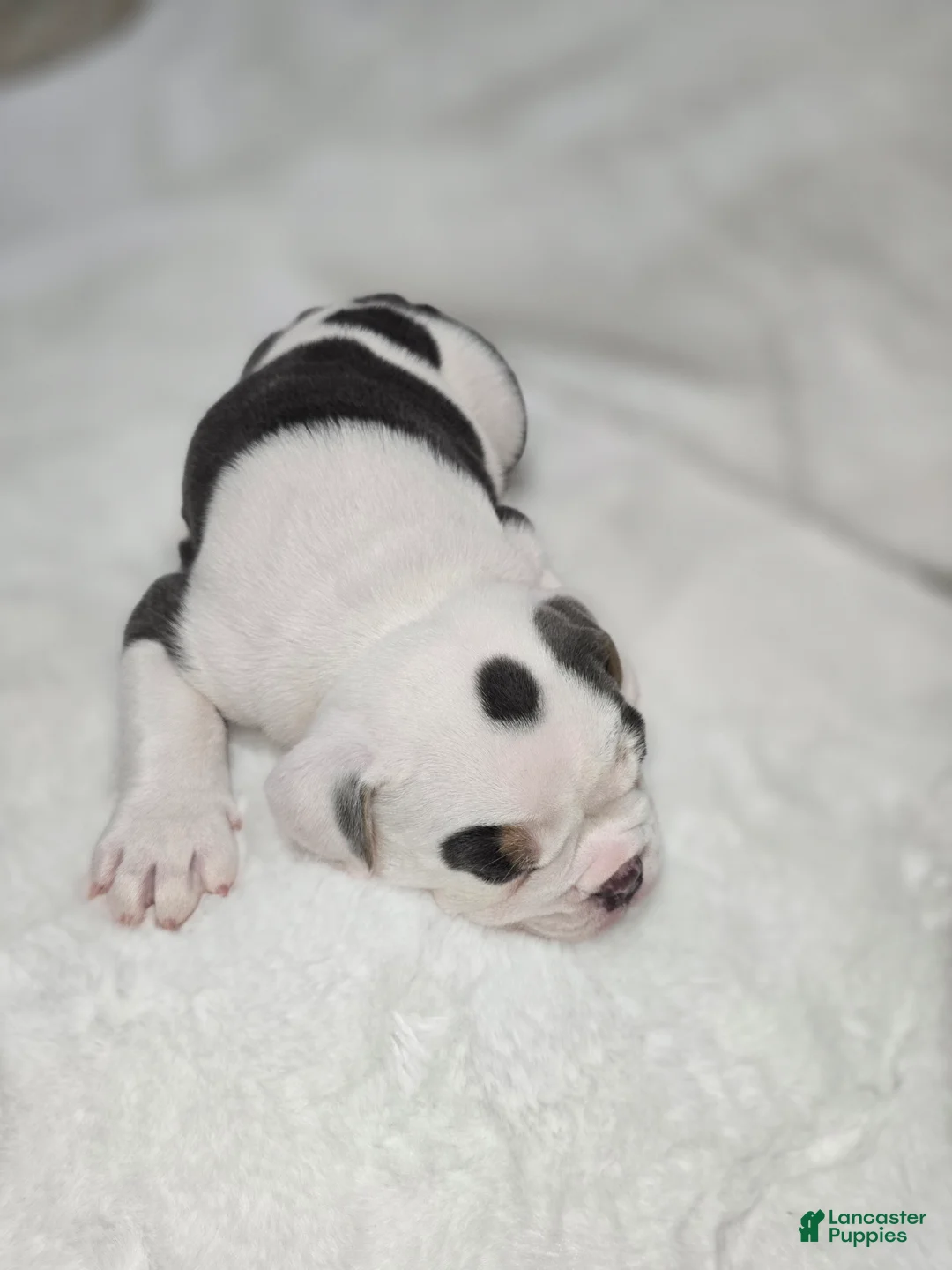 English Bulldog dogs for sale: English Bulldog Puppy 3 - Ad 2