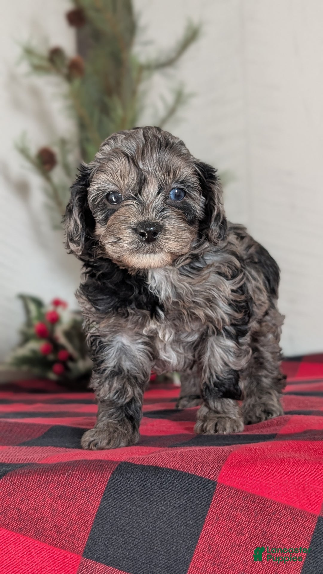 Cockapoo dogs for sale: Sophie - Ad 4