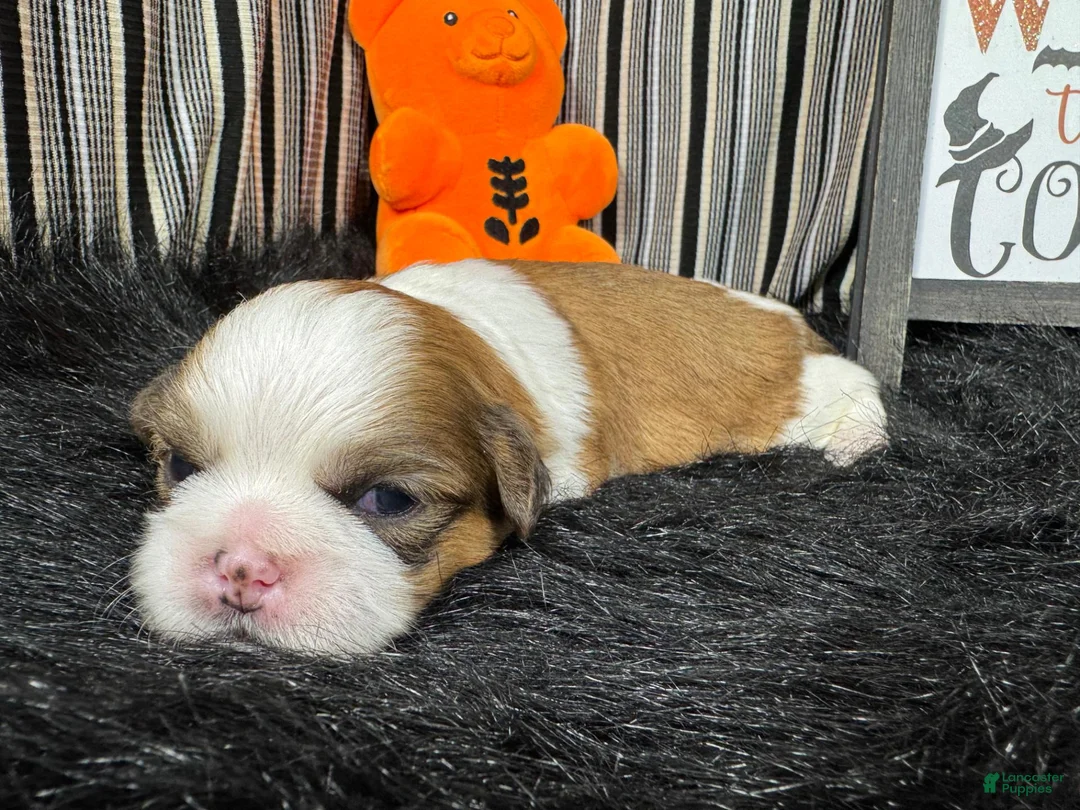 Shih Tzu dogs for sale: Shih Tzu 2 - Ad 2