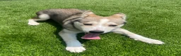 Alaskan Klee Kai dogs for sale: Vermithor (The Bronze Fury) - Ad 2