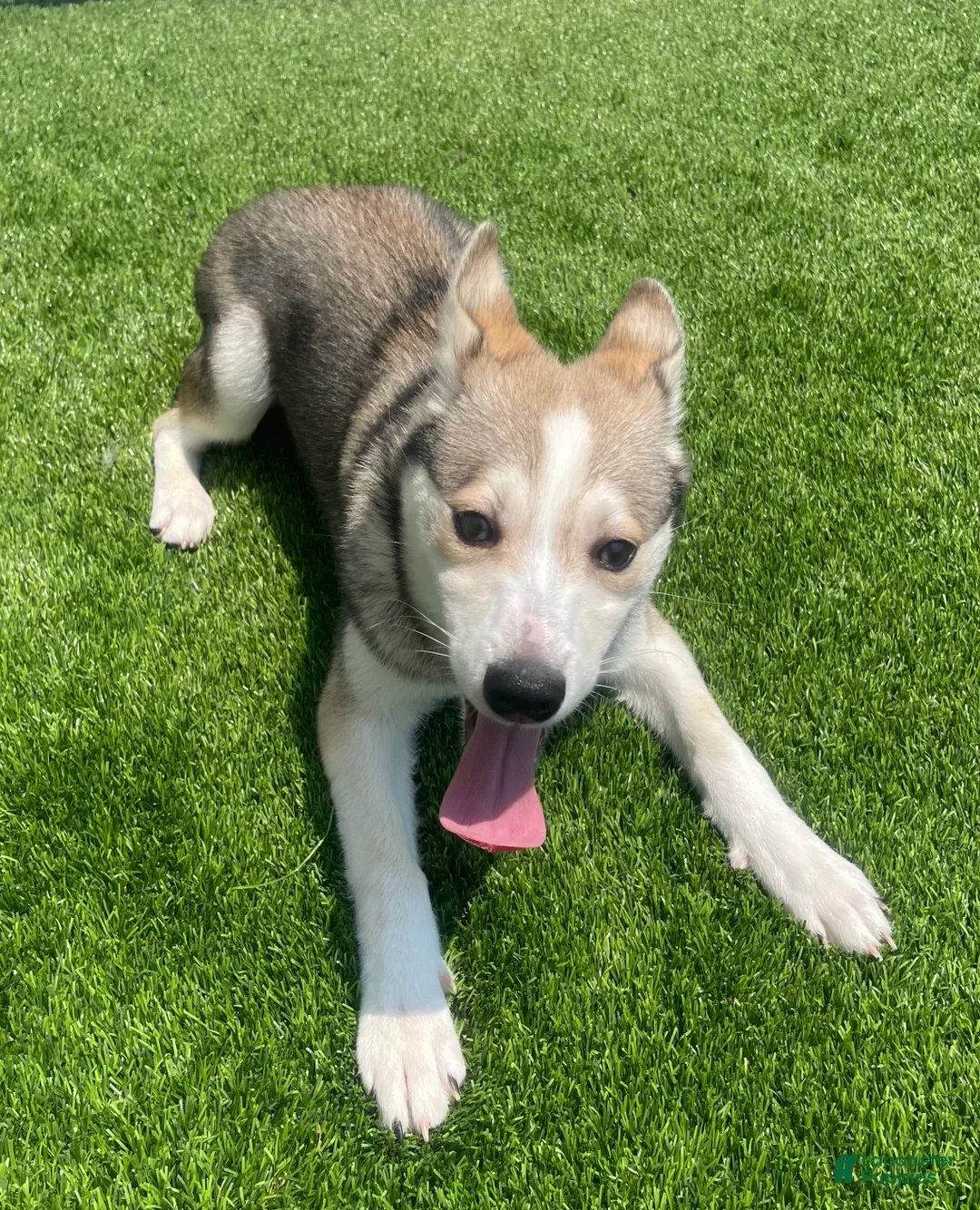 Alaskan Klee Kai dogs for sale: Vermithor (The Bronze Fury) - Ad 2