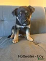 Mixed Breed Puppy 11