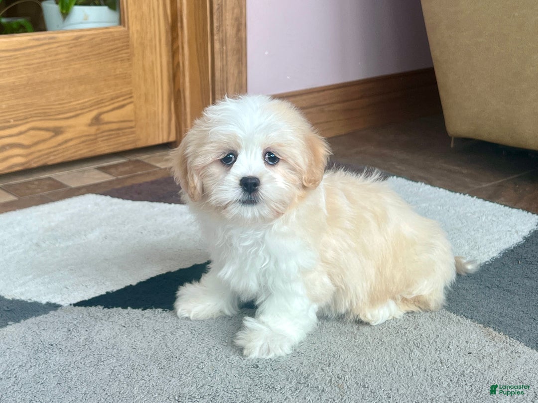 Lhasa Apso dogs for sale: Tashi - Ad 8