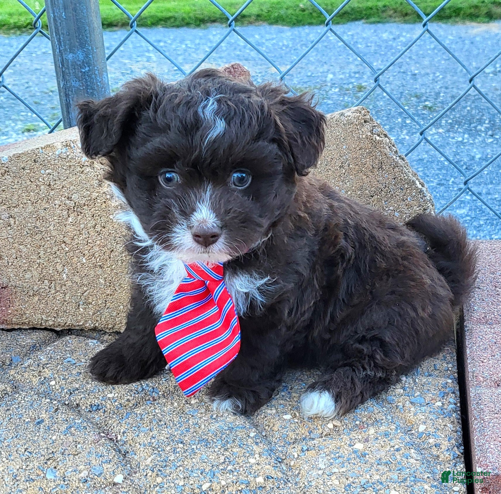 Pomapoo dogs for sale: Swiss Roll - Ad 1