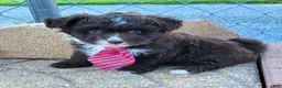 Pomapoo dogs for sale: Swiss Roll - Ad 1