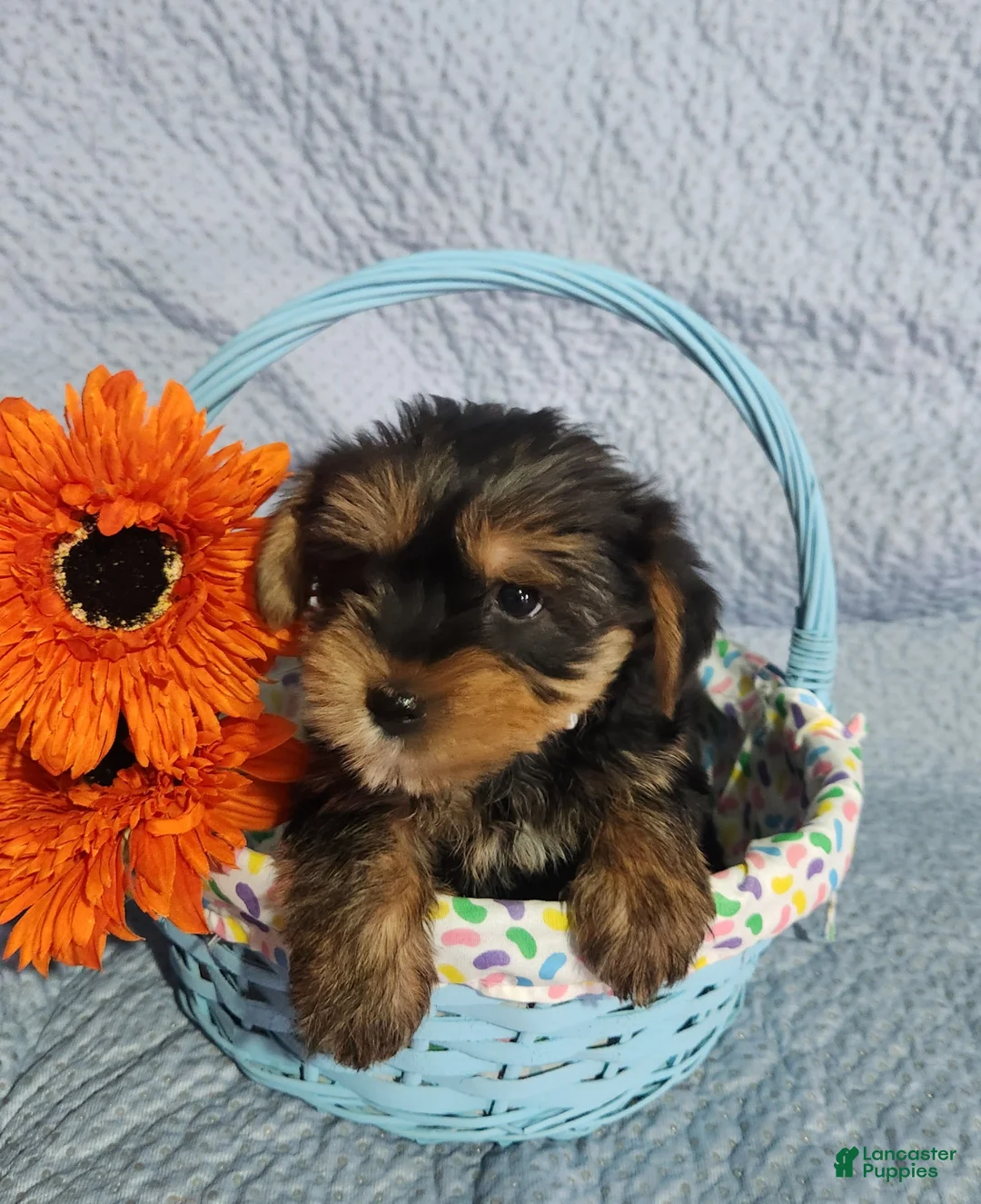 Yorkshire Terrier dogs for sale: Shelby - Ad 4