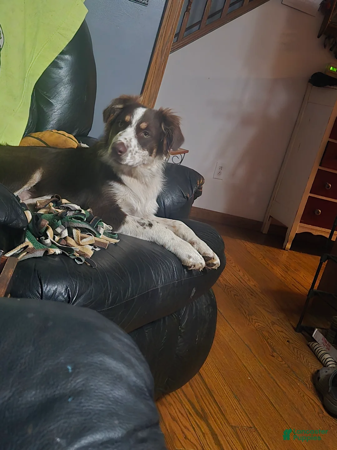 Australian Shepherd dogs for sale: Clifford - Australian Shepherd Puppy 1 - Ad 8