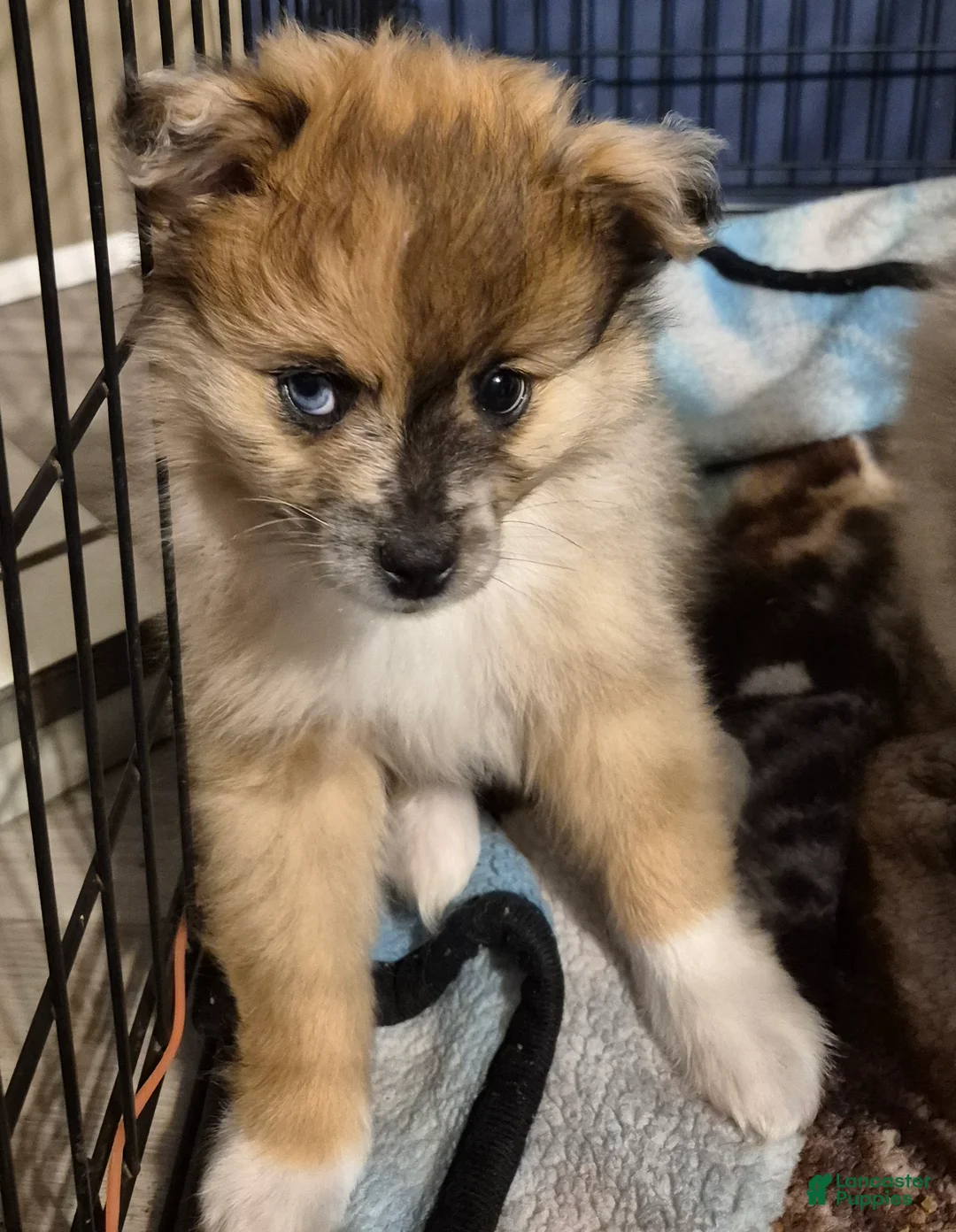 Pomeranian dogs for sale: Bear (different colored eyes) - Ad 2