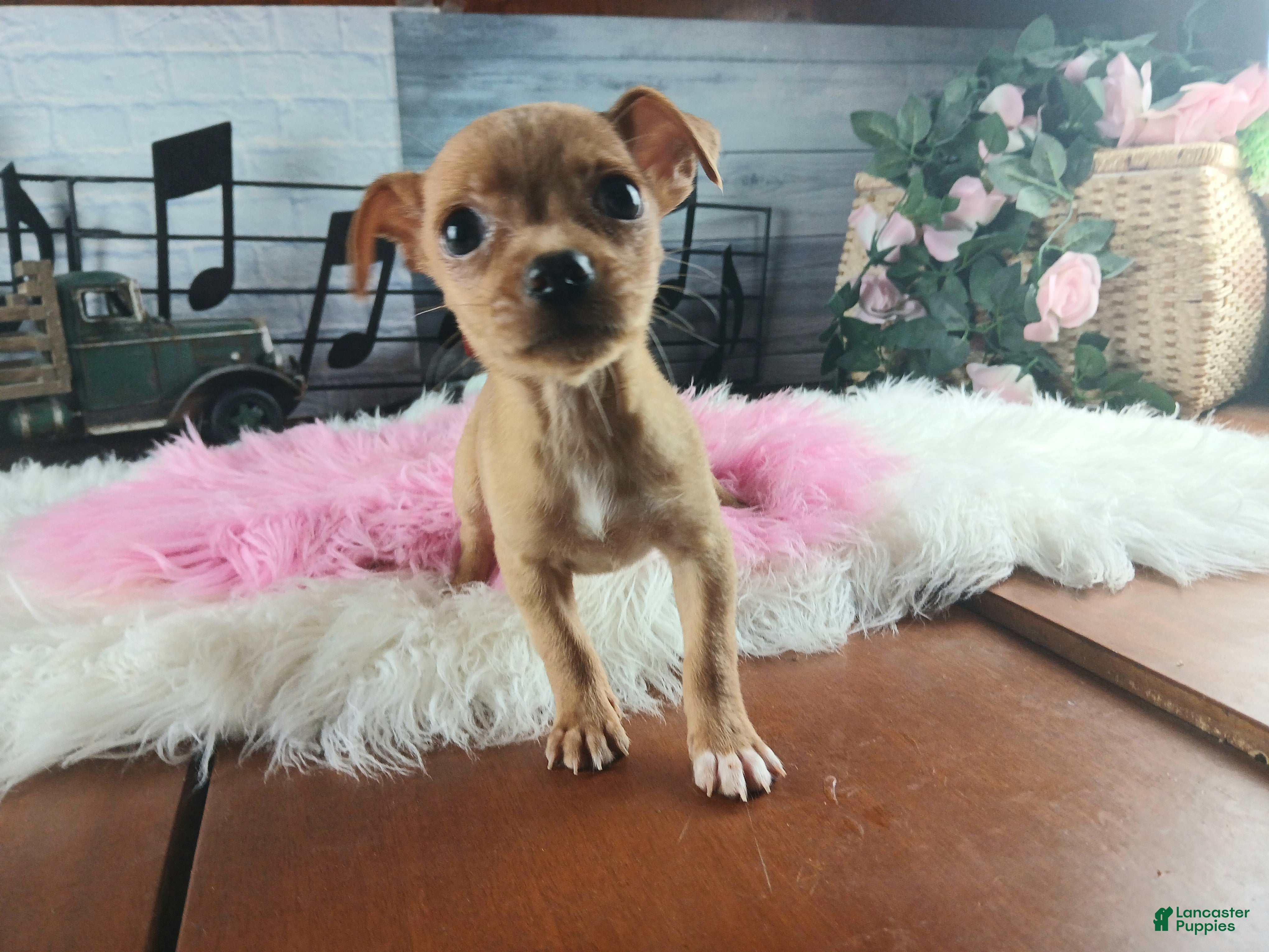 Chihuahua dogs Red fawn girl. Hand delivery  - Ad 20