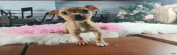 Chihuahua dogs for sale: Red fawn girl. Hand delivery  - Ad 1