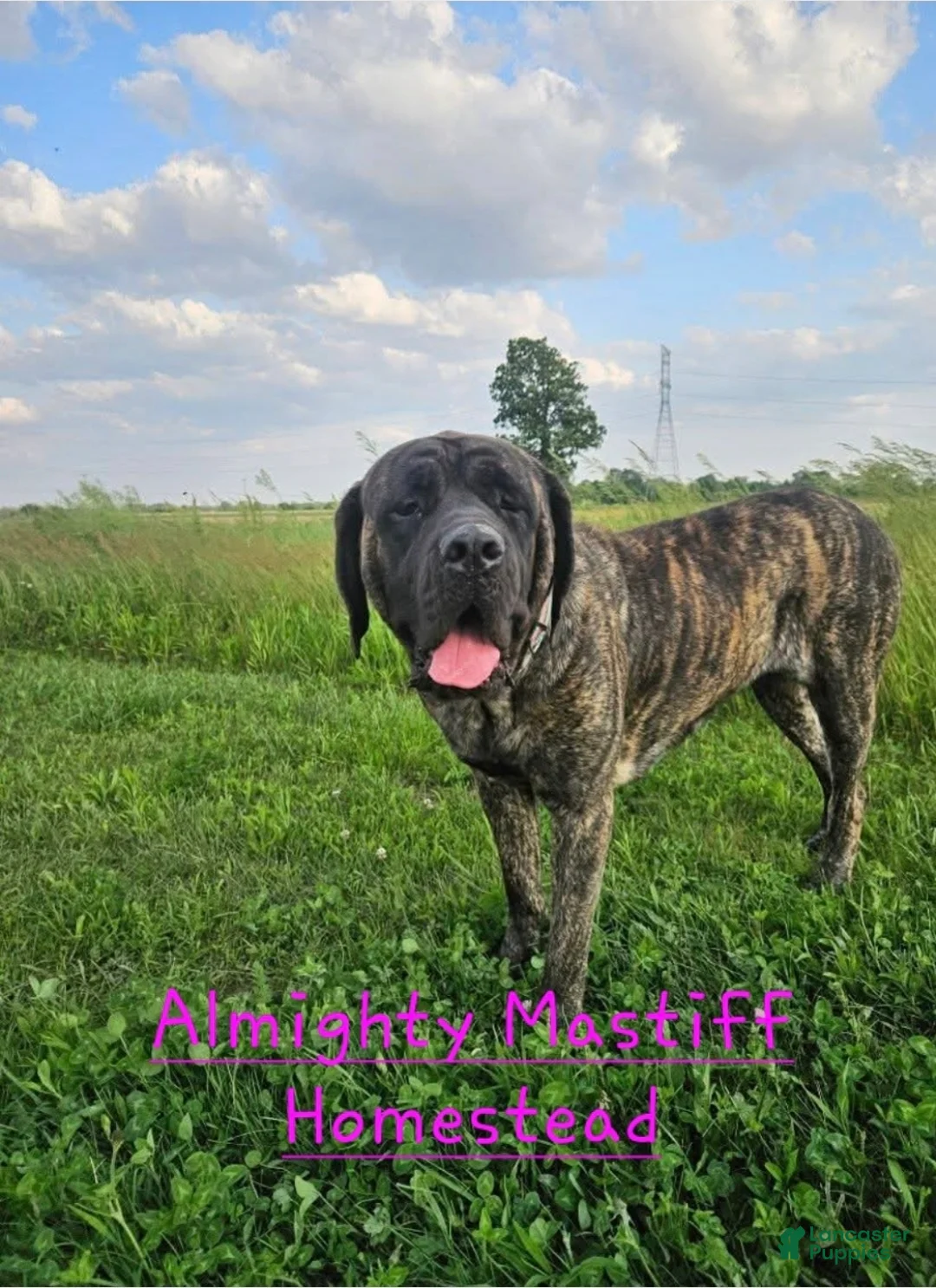 English Mastiff dogs for sale: English Mastiff Puppy 💜 - Ad 3
