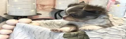 Chihuahua dogs for sale: Nova - Ad 5
