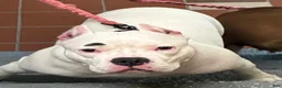 American Bully dogs for sale: Honey - Ad 6