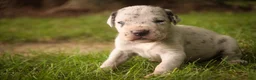 Great Dane dogs for sale: Benson Great Dane  - Ad 12