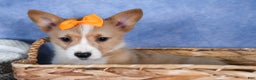 Welsh Corgi Pembroke dogs for sale: Milly - Ad 22