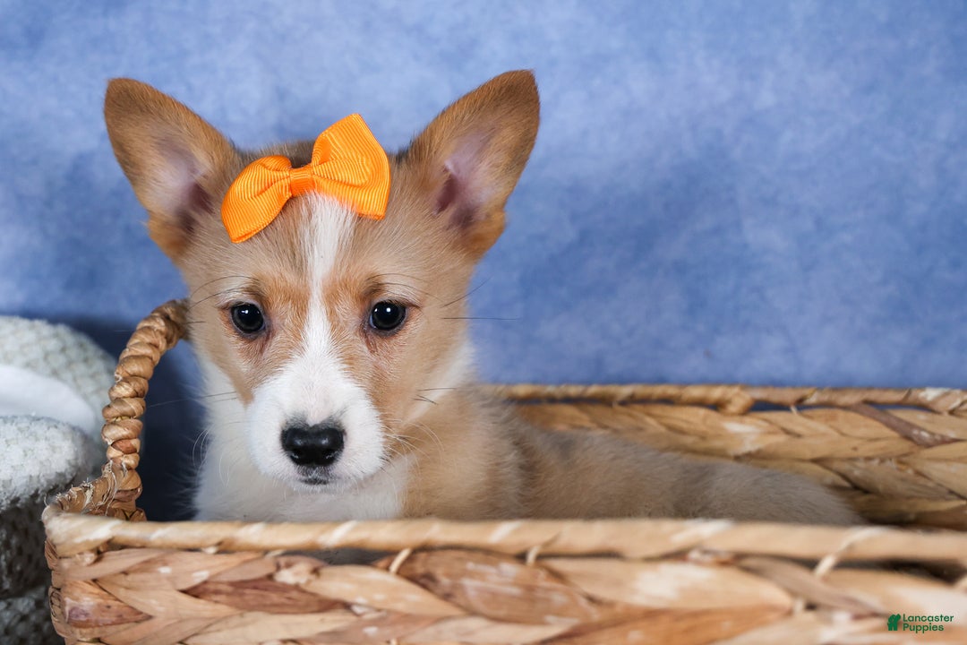 Welsh Corgi Pembroke dogs for sale: Milly - Ad 22
