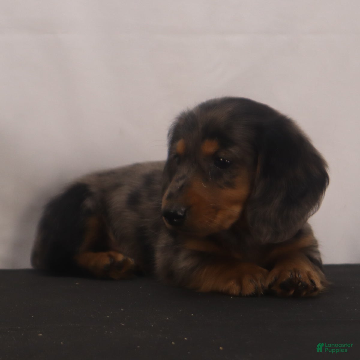 Dachshund dogs Fluffy - Ad 2
