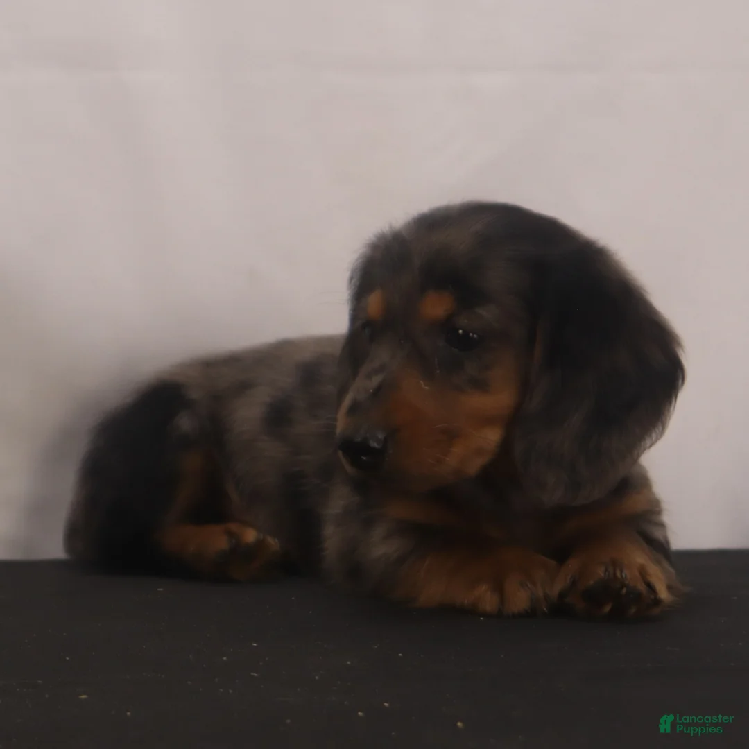 Dachshund dogs for sale: Fluffy - Ad 2
