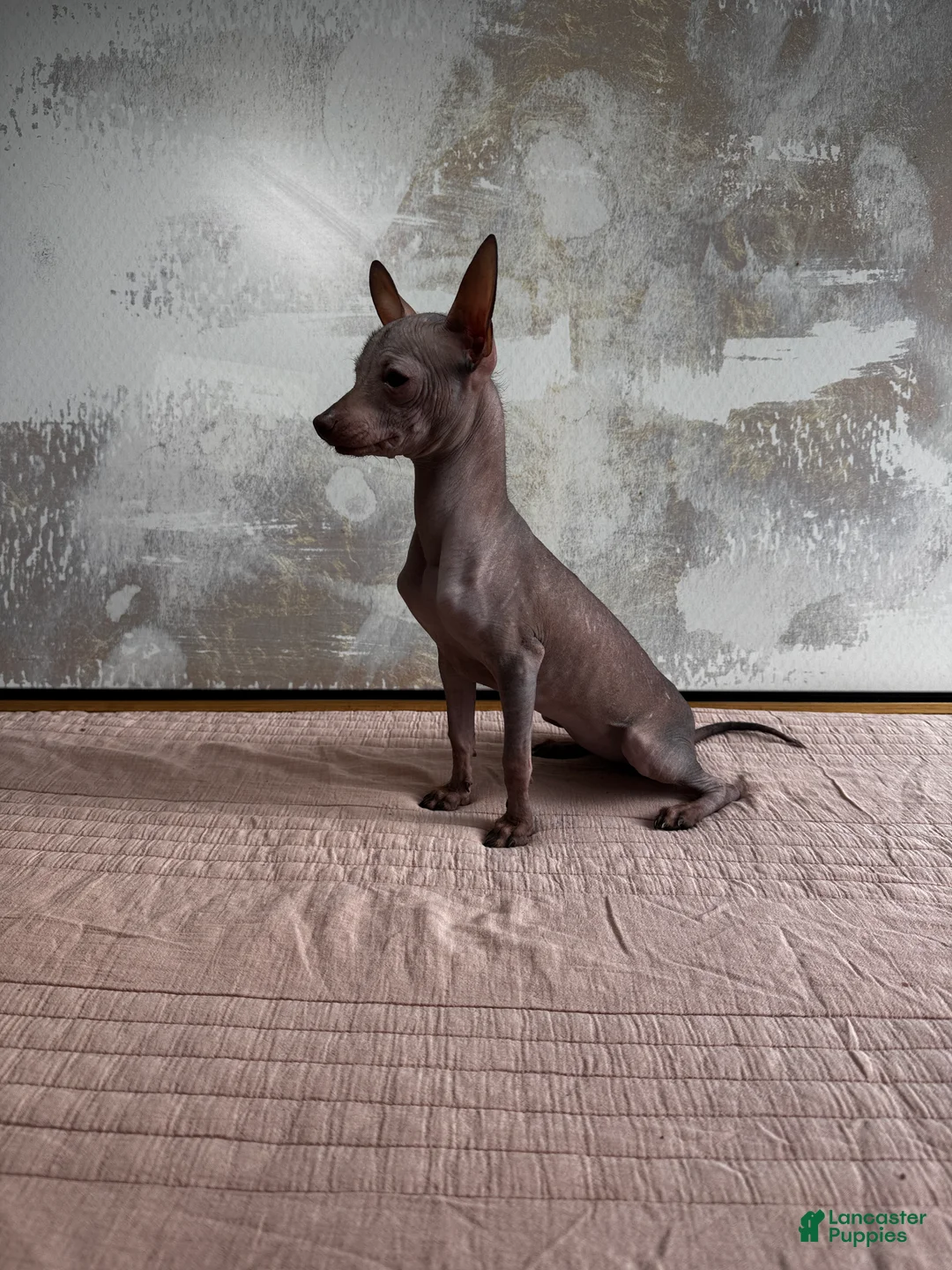 Mixed Breed dogs for sale: Cleopatra  - Ad 13