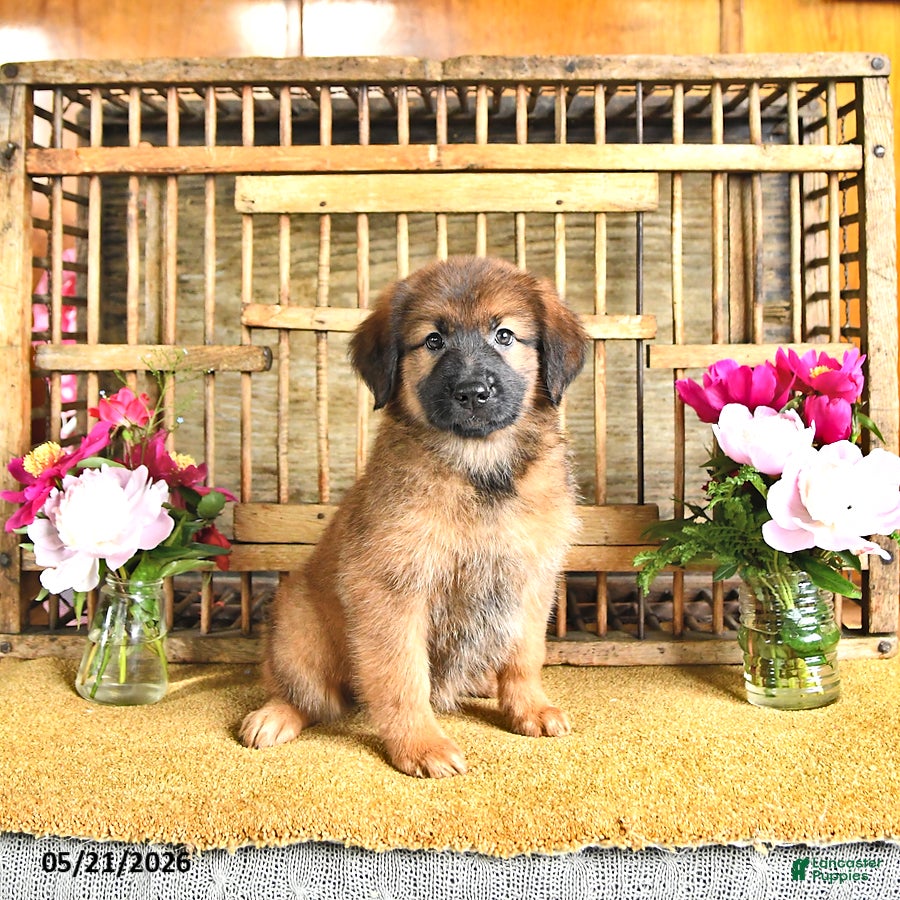 Golden Shepherd dogs Rose - Ad 1