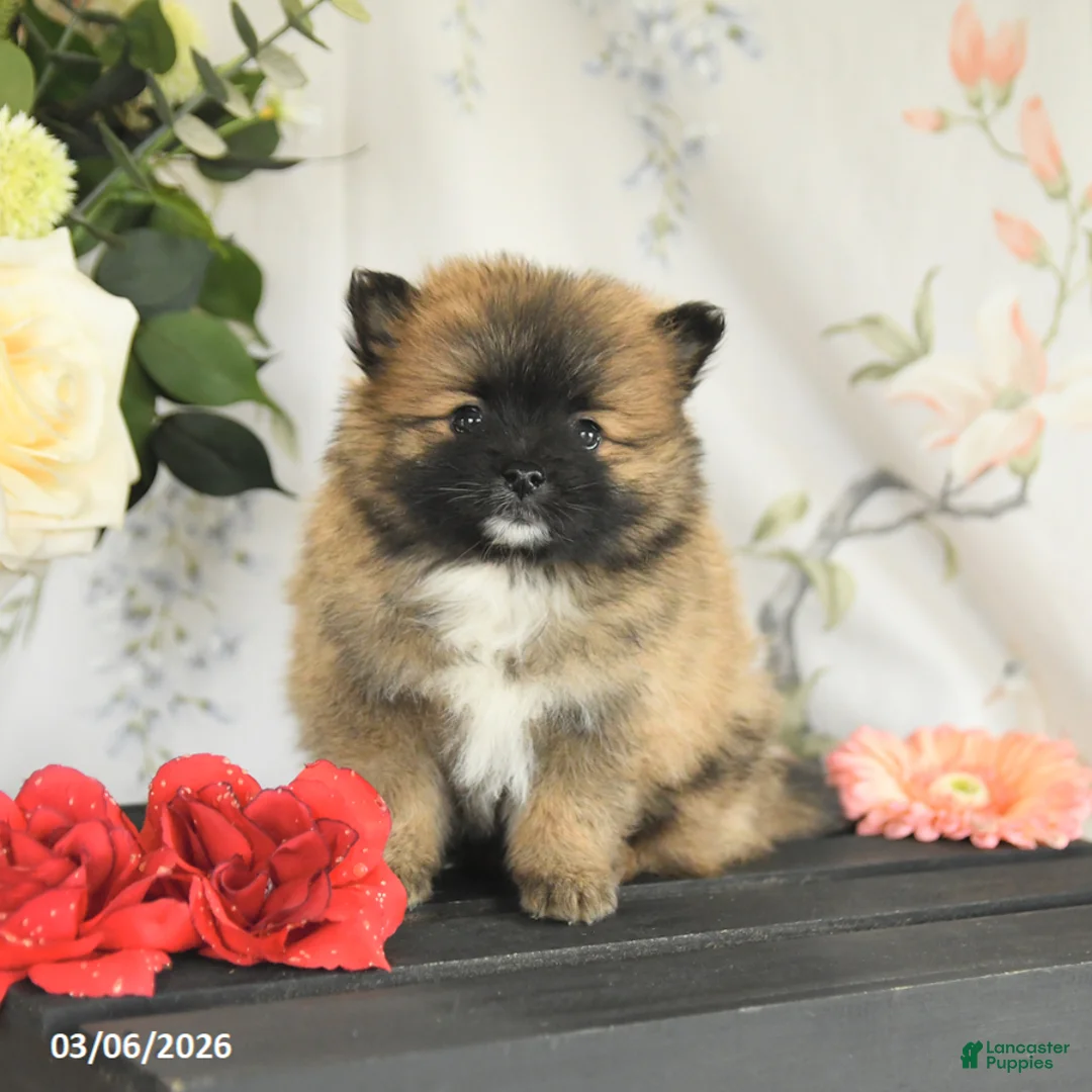 Pomeranian dogs for sale: Brent - Ad 1