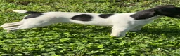 Jack Russell Terrier dogs for sale: Jrtca Rocky  - Ad 5