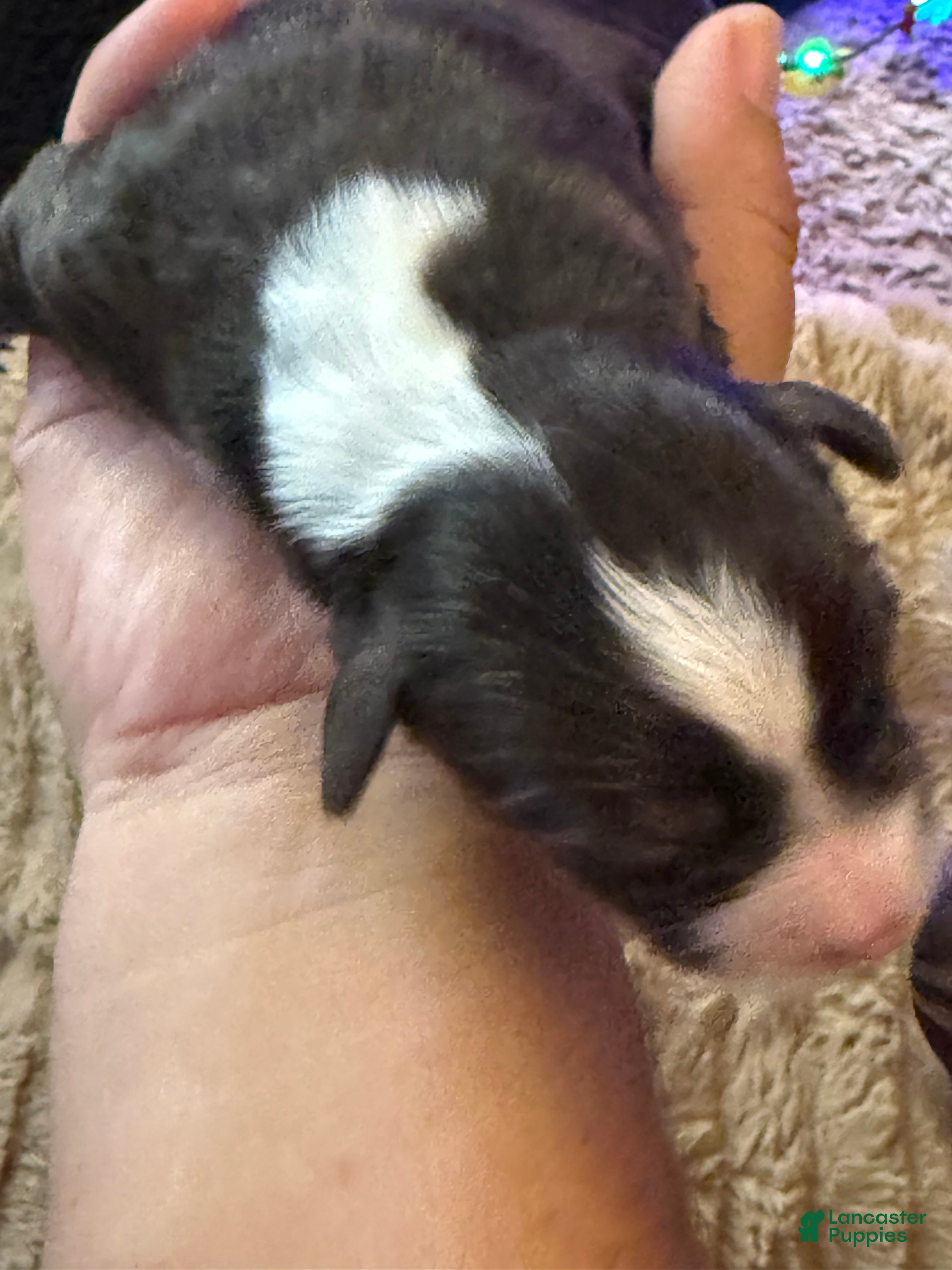 Miniature Schnauzer dogs for sale: Miniature Schnauzer 2 - Ad 6