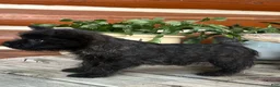 Cairn Terrier dogs for sale: Liam - Ad 1