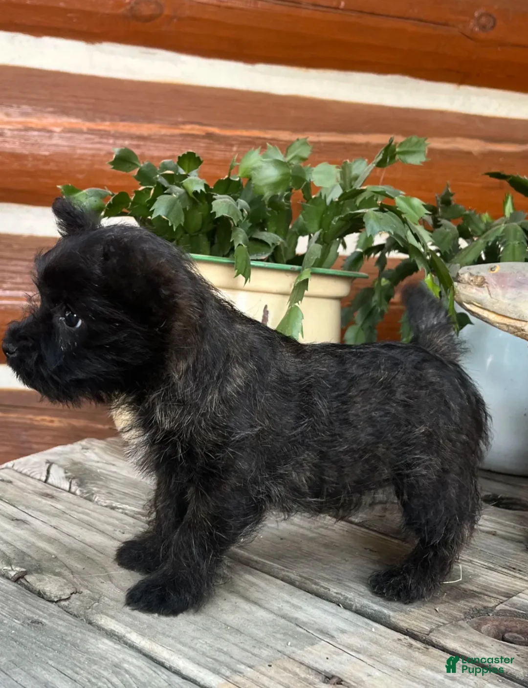 Cairn Terrier dogs for sale: Liam - Ad 1