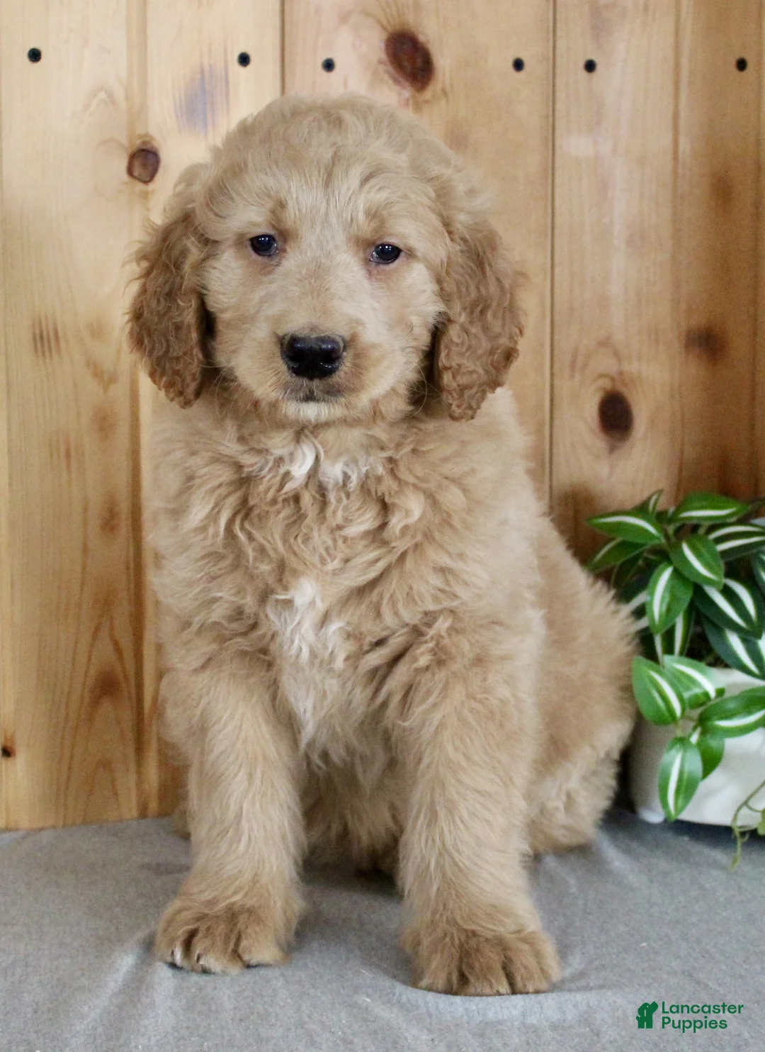Goldendoodle dogs for sale: Marley - Ad 3