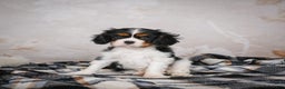 Cavalier King Charles Spaniel dogs for sale: Mia - Ad 12