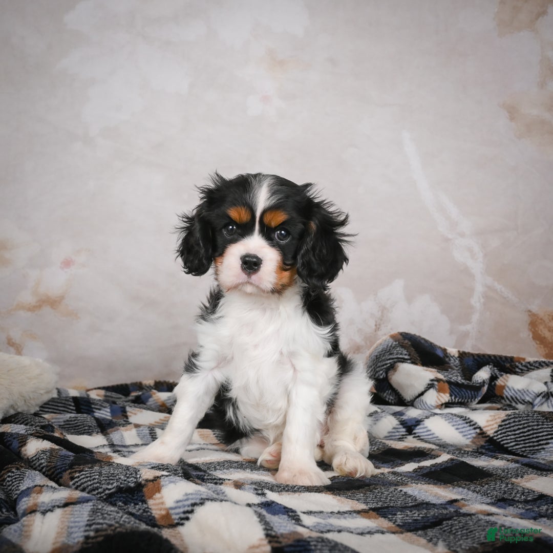 Cavalier King Charles Spaniel dogs for sale: Mia - Ad 12